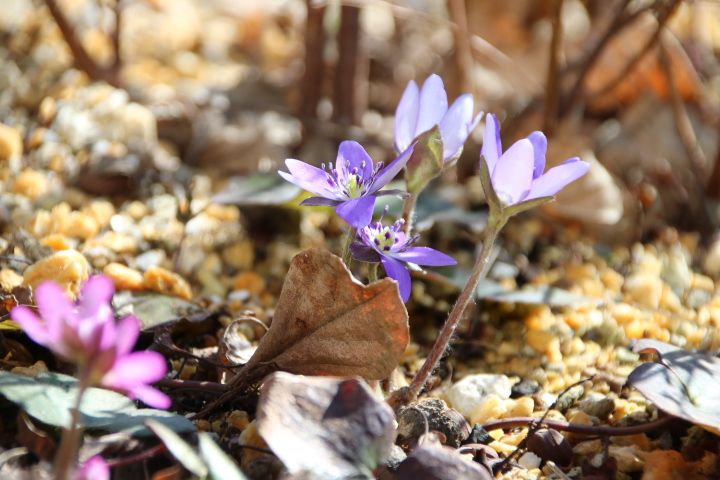 私の小さな雑木林🌿 3月の春の嵐 強風にも負けない 雪割草😌