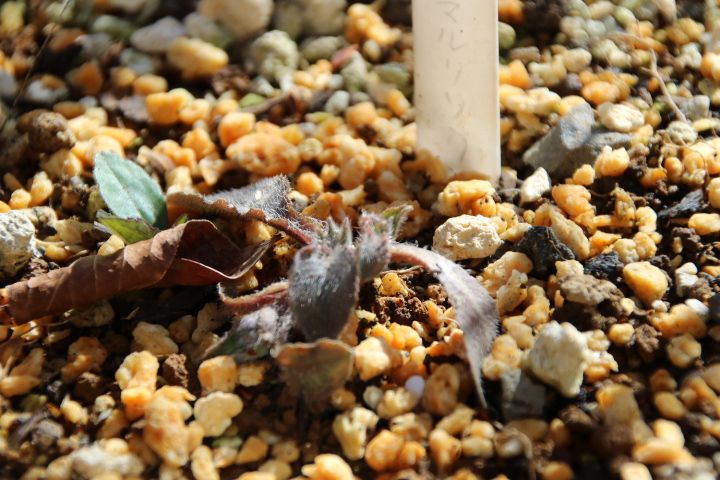 私の小さな雑木林🌿 3月😌 ヤマルリソウの蕾かな～😌