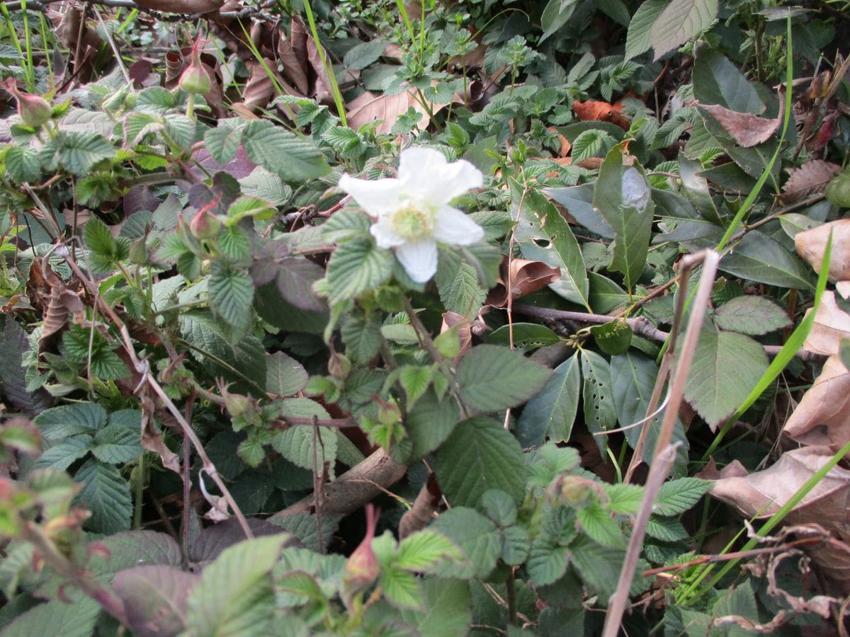 今日、散歩の帰り道に見たけど、白い花とツボミ、 バラ科の植物のように見えるけど。