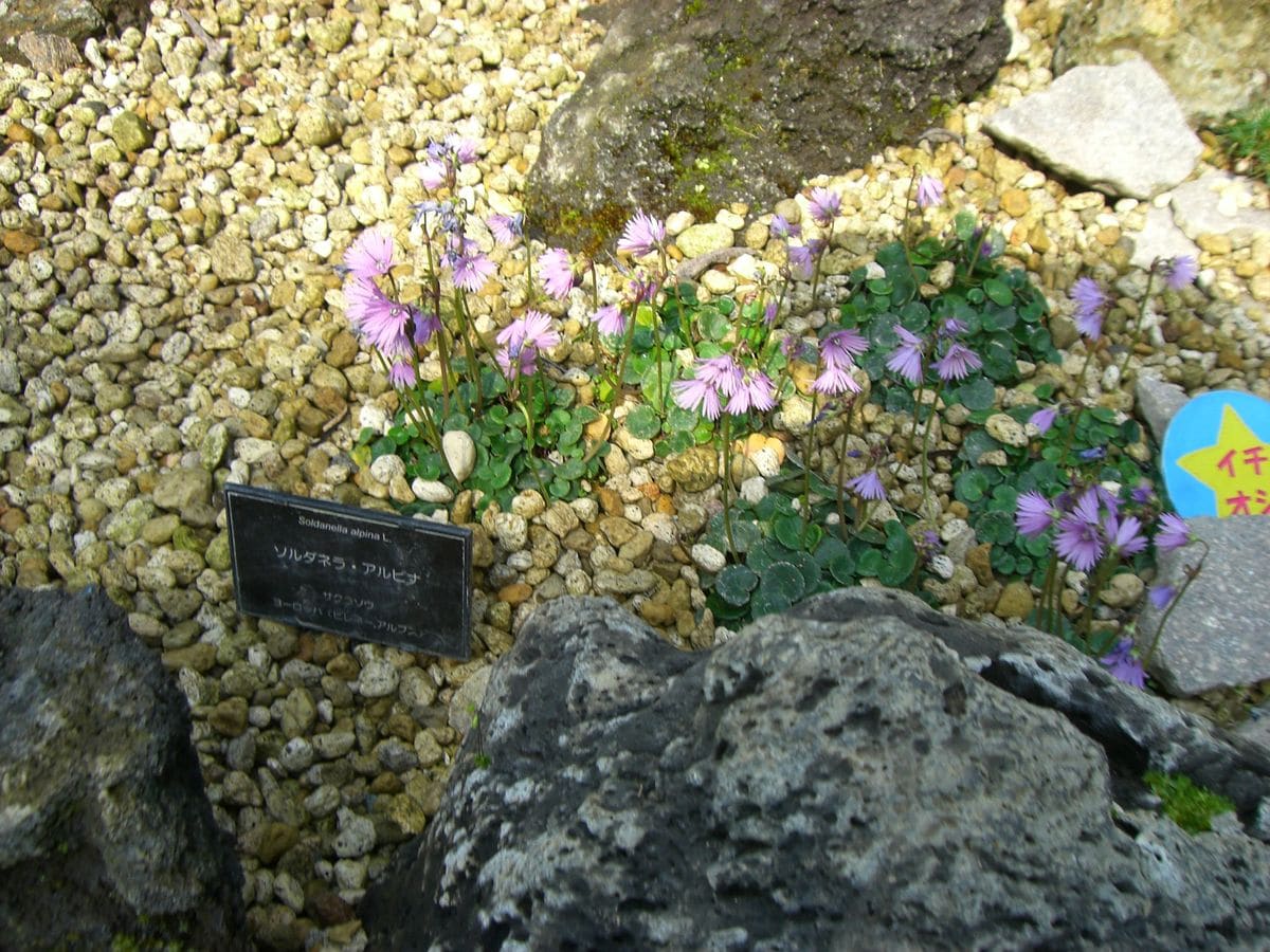 サクラソウの仲間岩鏡の花のようでした。