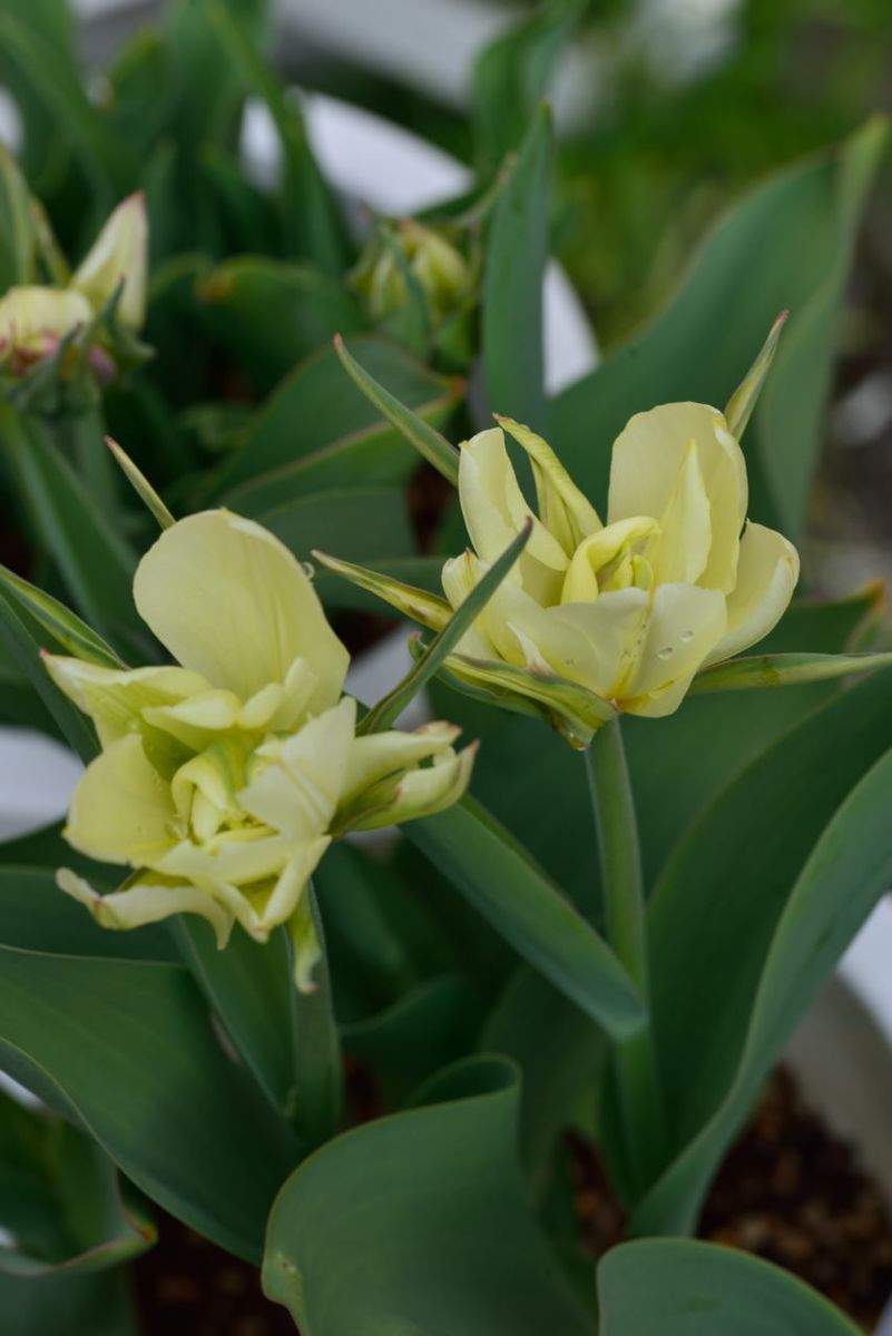 チューリップ ホワイトバレー まだ咲き始めですが、 今年最初の球根植え組開花