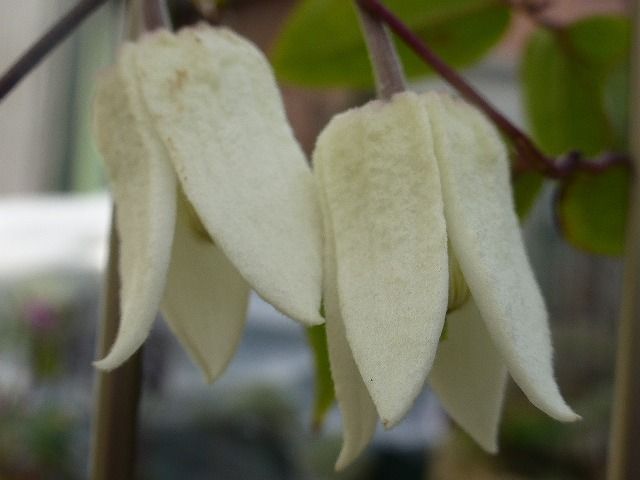 アンスンエンシス。 柵に絡まり今年は花付きもいいです。