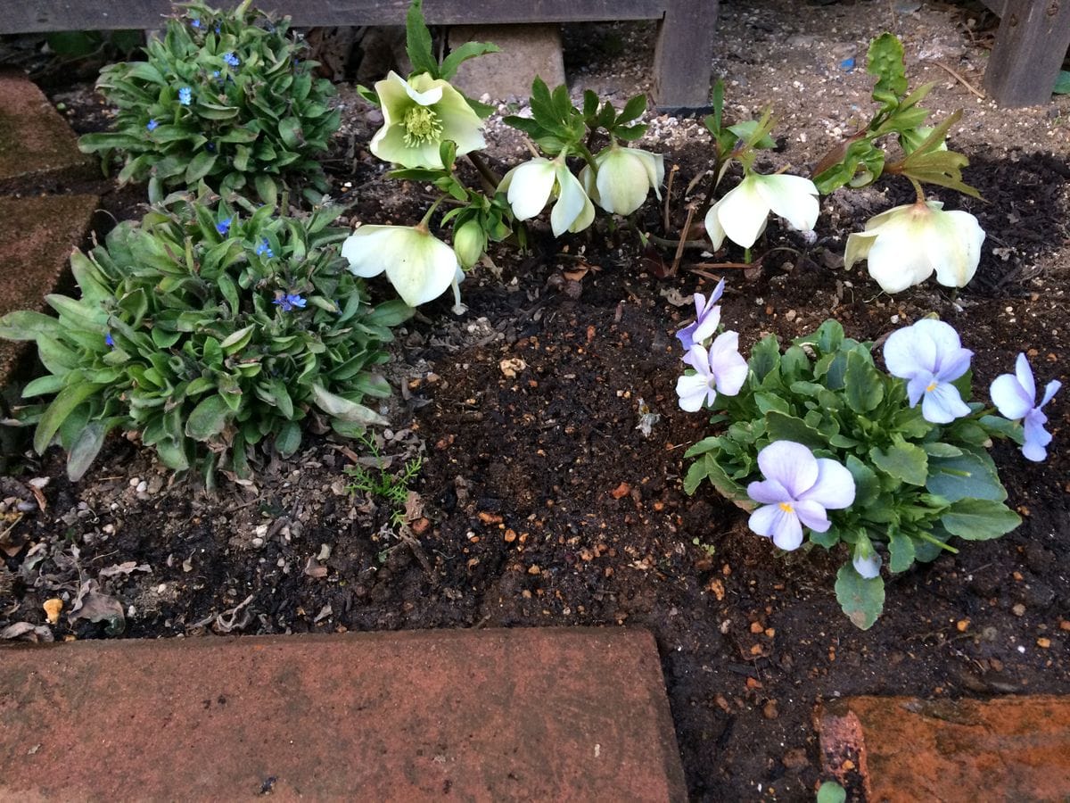 シングル ホワイト地植えの開花