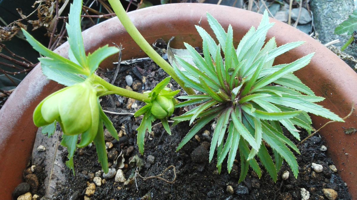 ヘレボラス ムルチフィダス ヘルツェゴビナスです。 花もいいですが・・・ 繊細な葉が