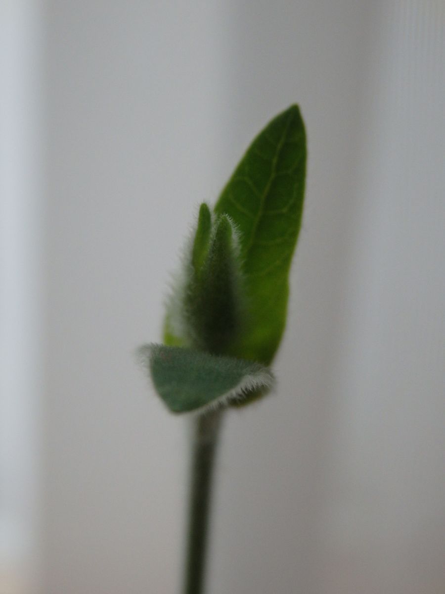 オキシペタラム ホワイトスター 可愛い芽が伸びてきました。