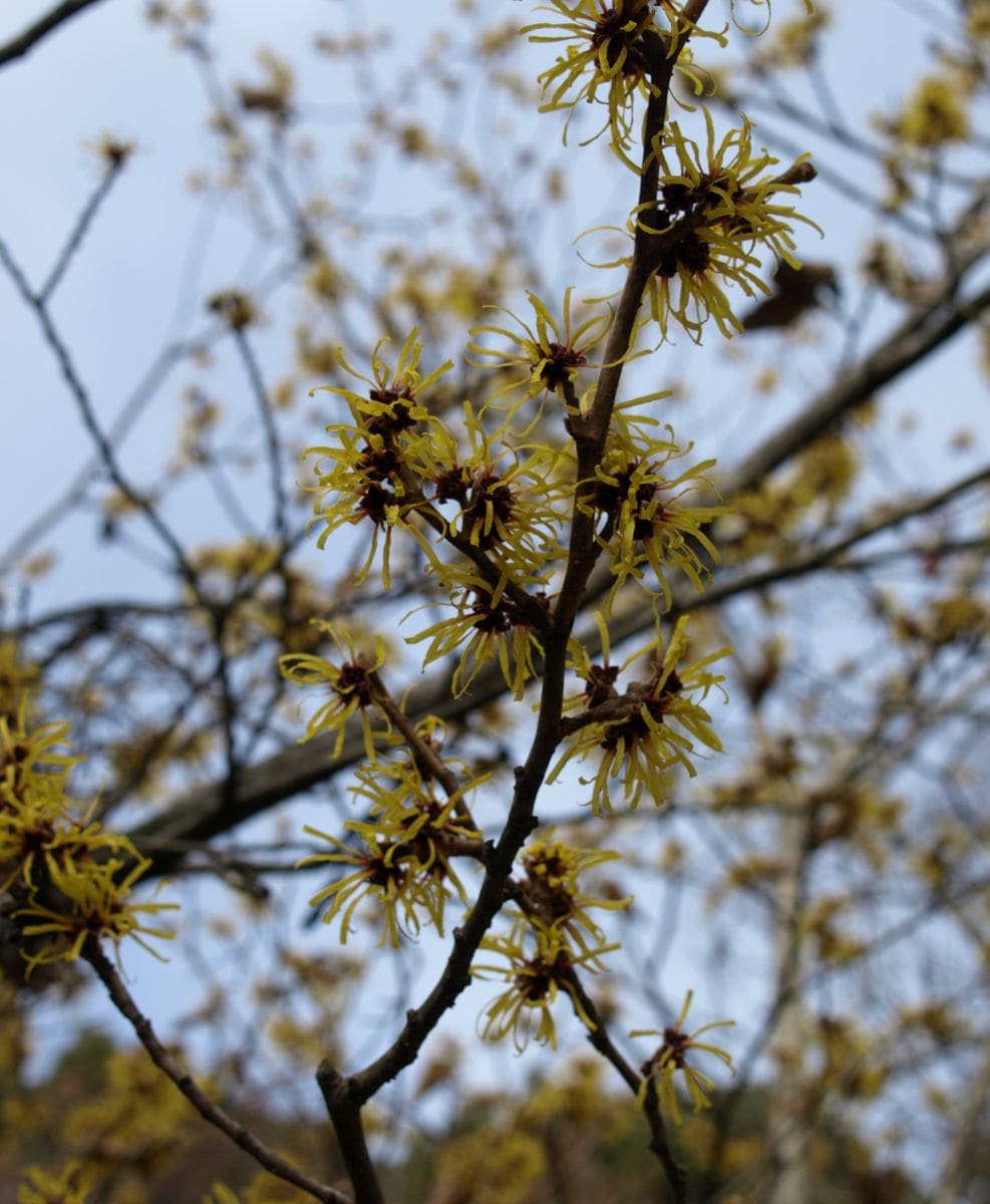  サボテン温室を出て、帰り道に、早春の花木を見に行きました。   シナマンサク。   