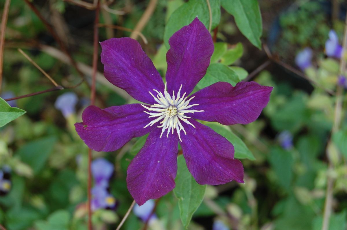 10.17 ジャックマニー系 ワルシャワニキ 3番花？4番花？ 花付きのいいクレマチスです