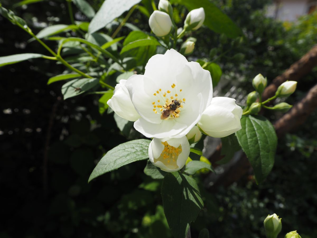 バイカウツギの写真 by Fleurs バイカウツギが咲きました。 とても真っ白なお花。 ミ