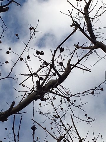 サルスベリの写真 by 夏の海 寒空の百日紅（サルスベリ） 📷２０１８．１．２７