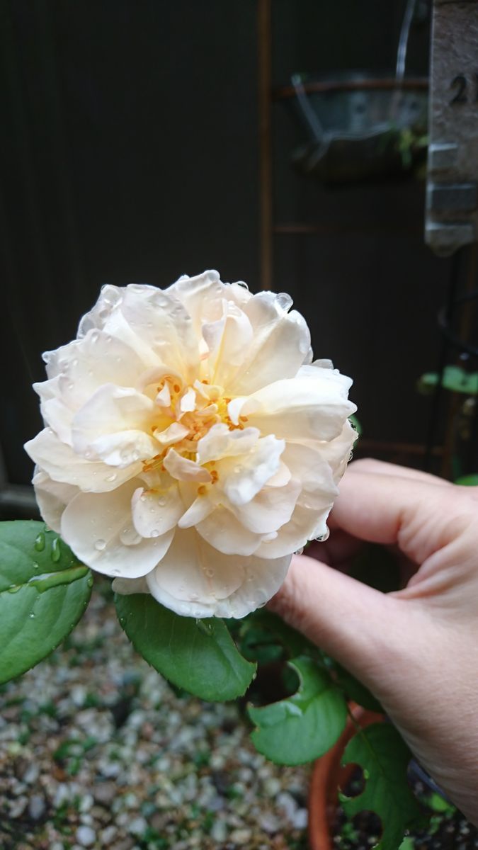 9月半ばのジェーンオースチン🌹 暑すぎた夏を乗り越えて・・・ 何故か雨の日に咲いてい