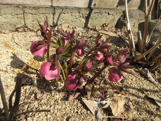 サクラピンク もうちょっとで開花