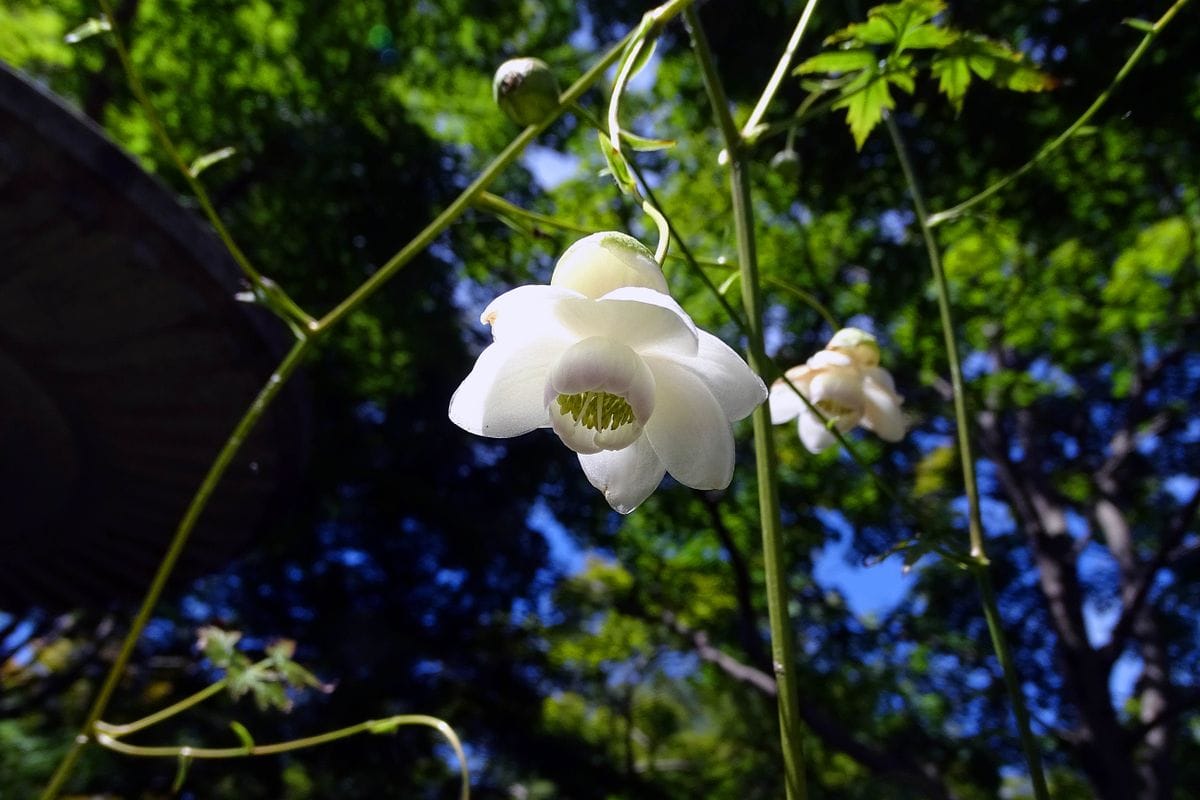 咲き残っていました。  レンゲショウマ 蓮華升麻（キンポウゲ科レンゲショウマ属の多