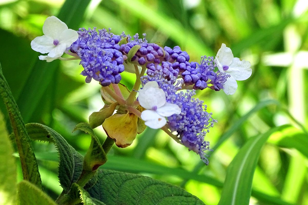 こちらは、いつも8月末から9月上旬ころが見頃かも。 同じ木でも、花期はかなり異なる