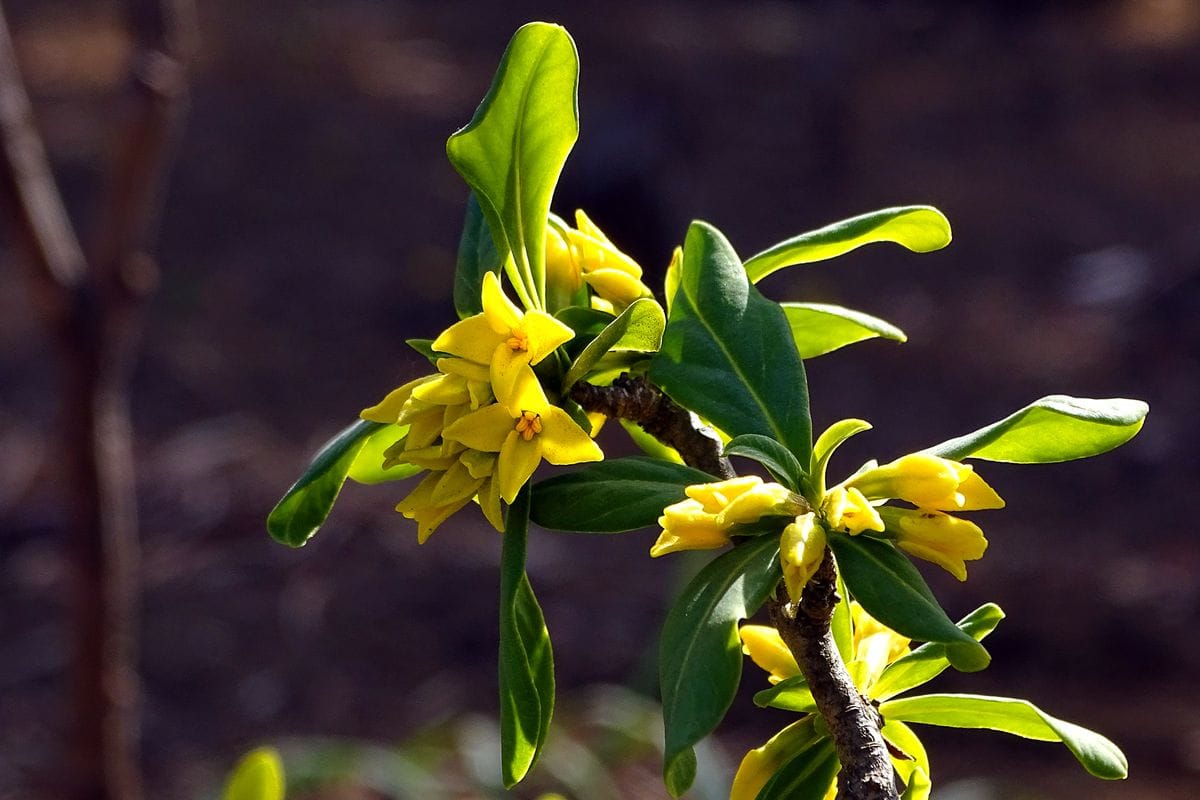 特に、葉の印象が異なると思いませんか？  キバナジンチョウゲ 黄花沈丁花（ジンチョ