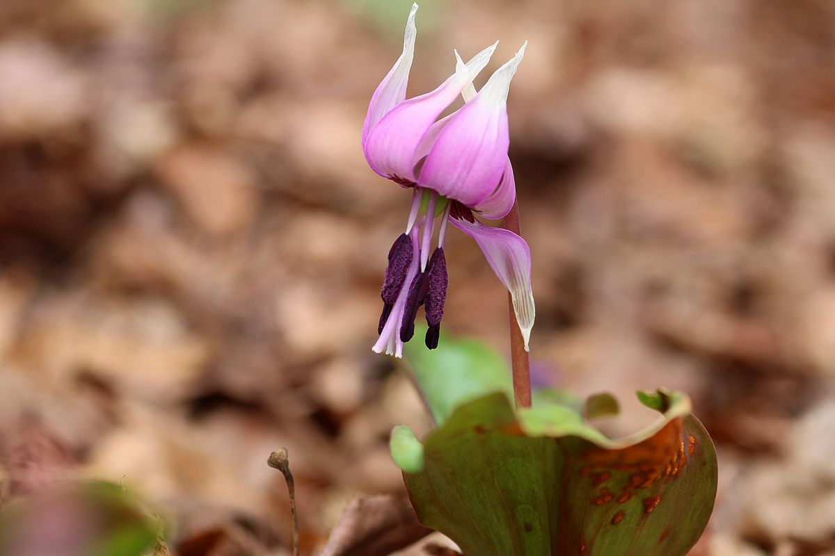 頷くことしか知らない花もある！  カタクリ 片栗（ユリ科カタクリ属に属する多年草） 