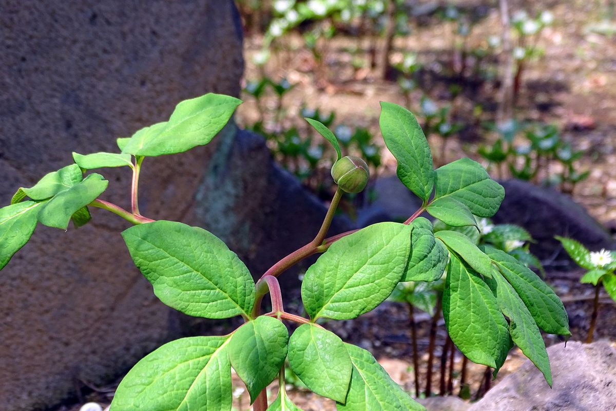 予感！ または、ひそかな願い！  ヤマシャクヤク 山芍薬（ボタン科ボタン属） 撮影地