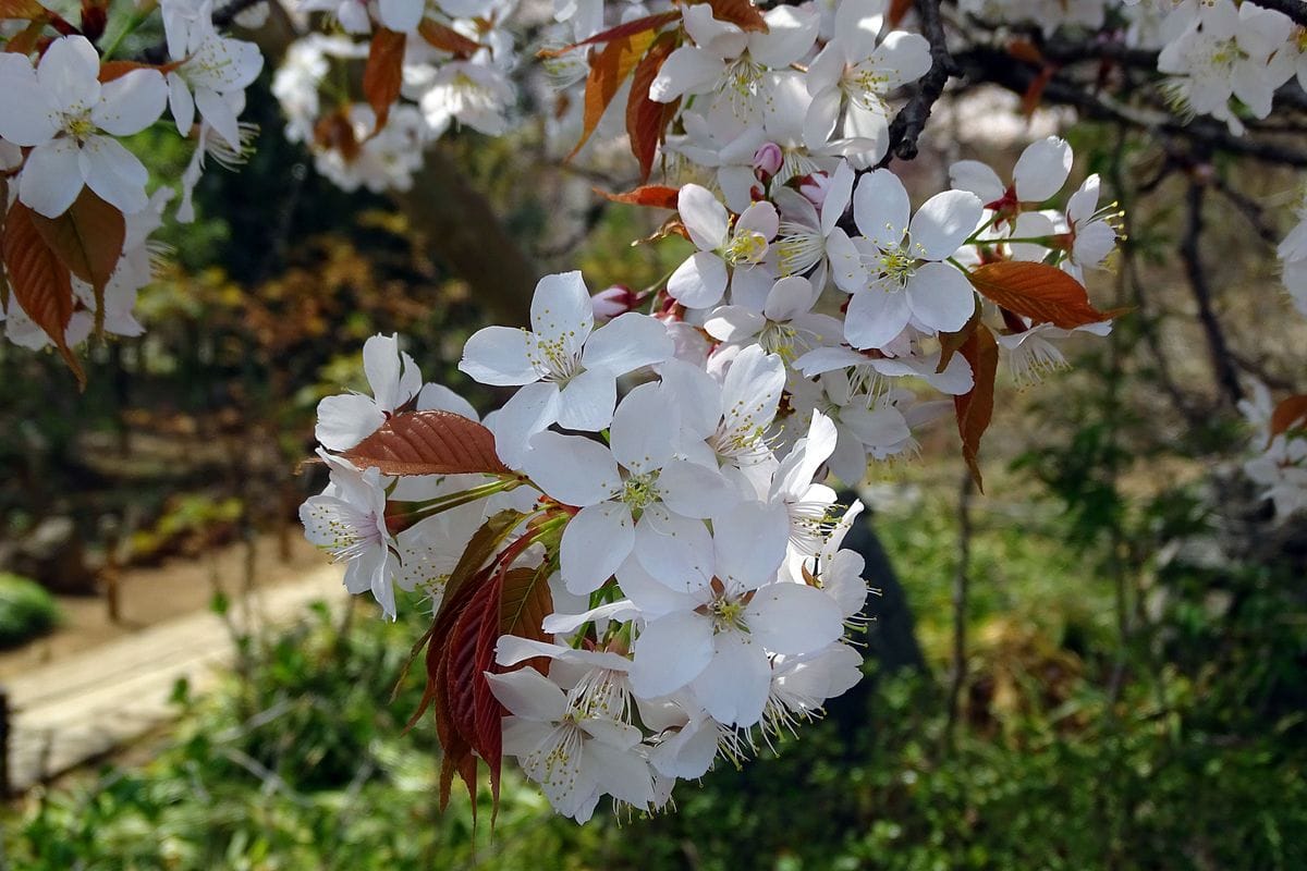 穏やかに咲く！  ヤマザクラ 山桜（バラ科サクラ属） 撮影地：多聞院境内にて 撮影日