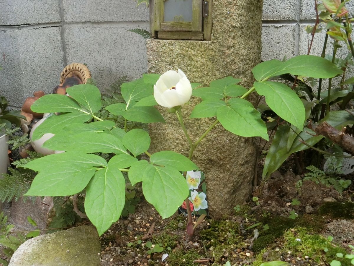 今朝見に行くと開いてる様子、ワクワクしました。