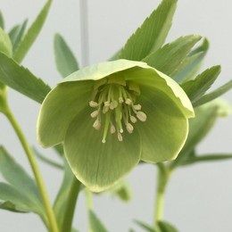  原種クリスマスローズ  NSからの開花です。 ssデュメトラムのホワイトエッジです。シ