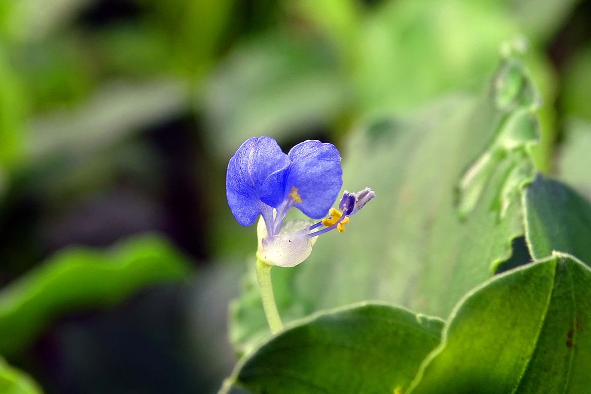 苞葉の中に花序がある露草と異なり、 苞の外に花柄を伸ばして開花するのが特徴かな。 