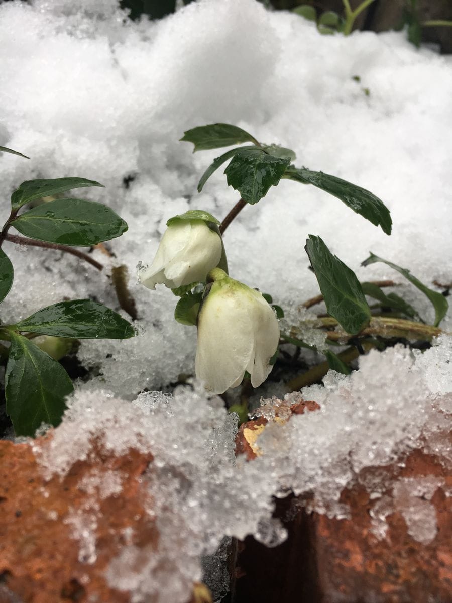 雪をはらうとクリスマスローズ ニゲラの蕾が(^-^) 寒いけど頑張れ👍