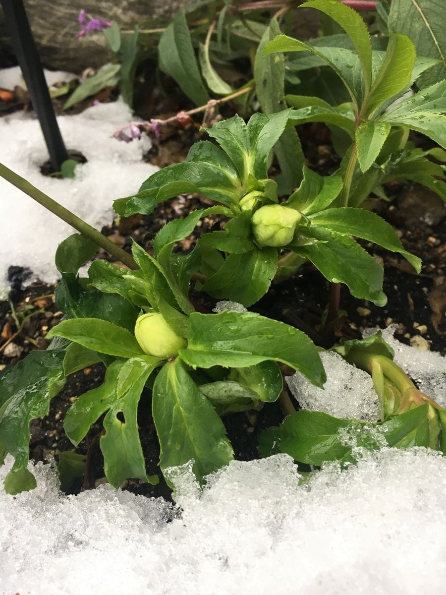 クリスマスローズ 蕾が膨らんできました。 雪の中で頑張っています(^-^)