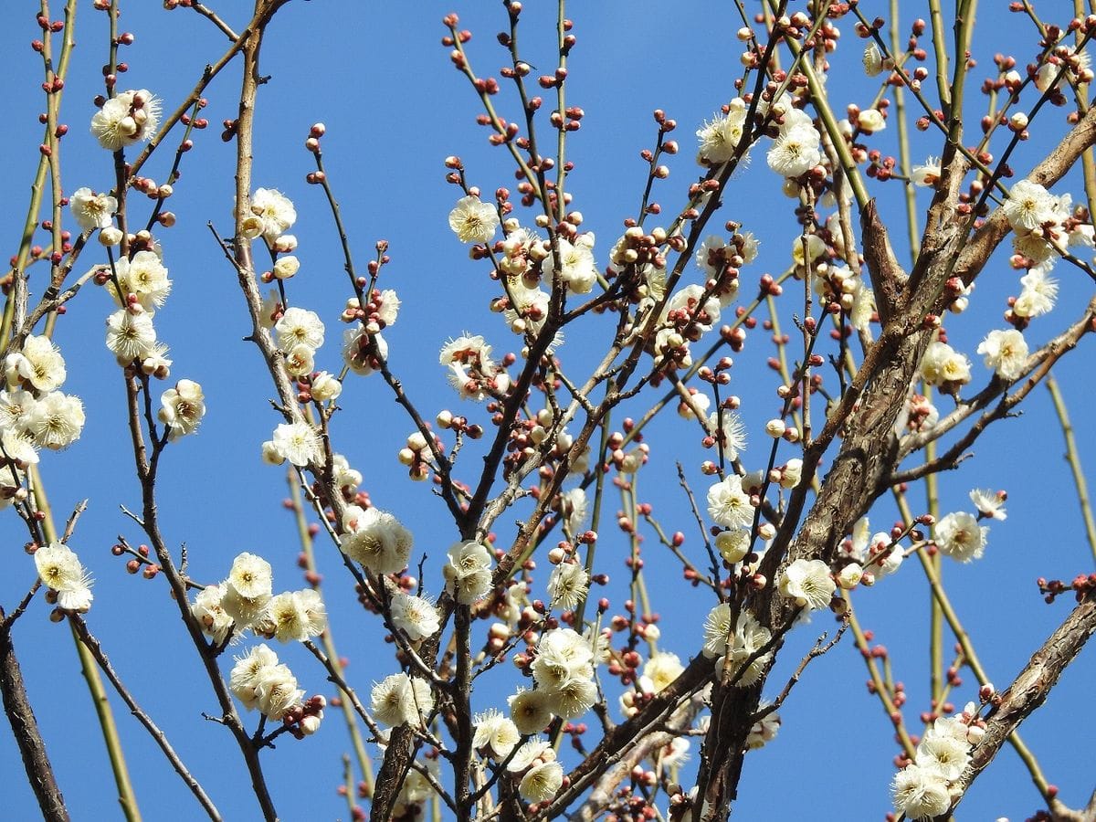 白梅 が 咲いています。  久しぶりに行った植物園は 天気が良かったので カメラを持っ