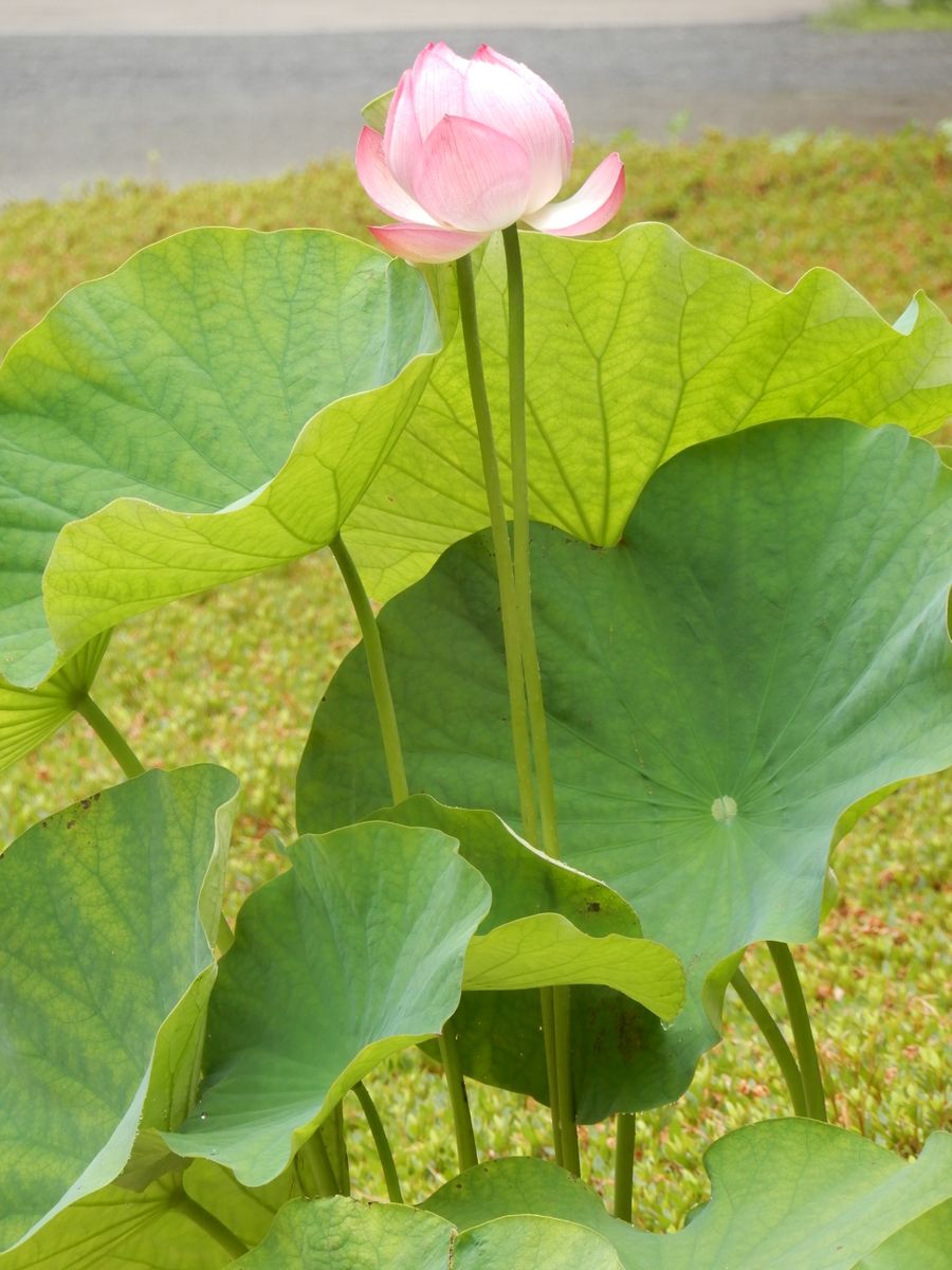 ハスが咲き始めました。  インド原産  ハス科 多年生水生植物