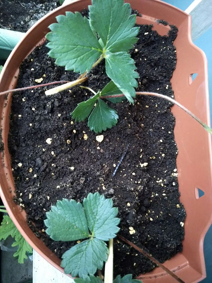 2018／8  イチゴの苗  二番目の苗を植えました。