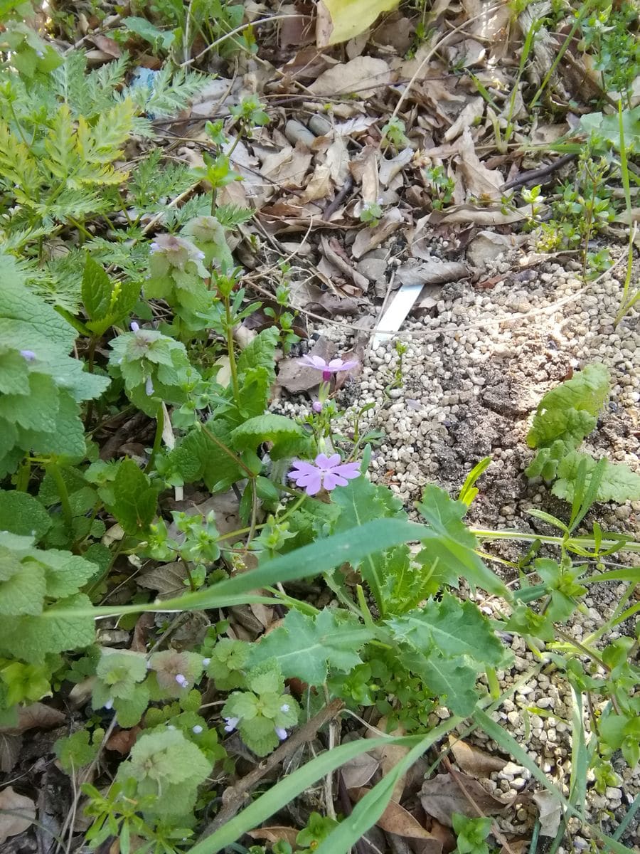 雑草に埋もれながらも桜草が咲きました。