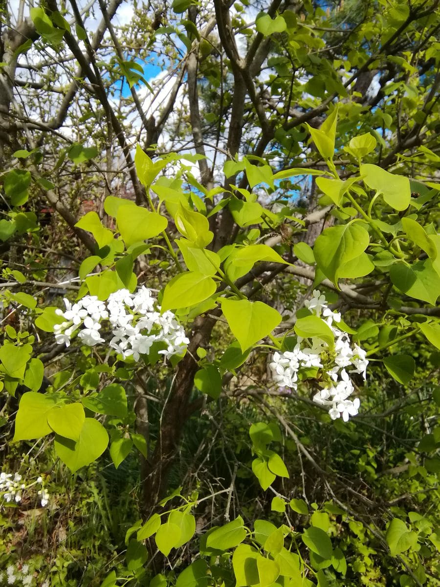 ライラックが咲きました。