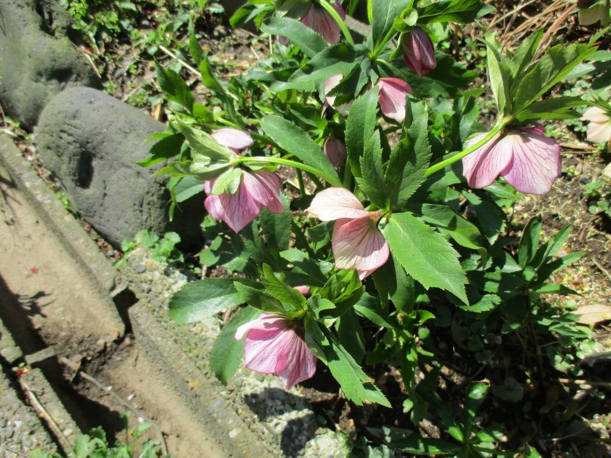 シングル リバーシブル 糸ピコ お花いっぱい