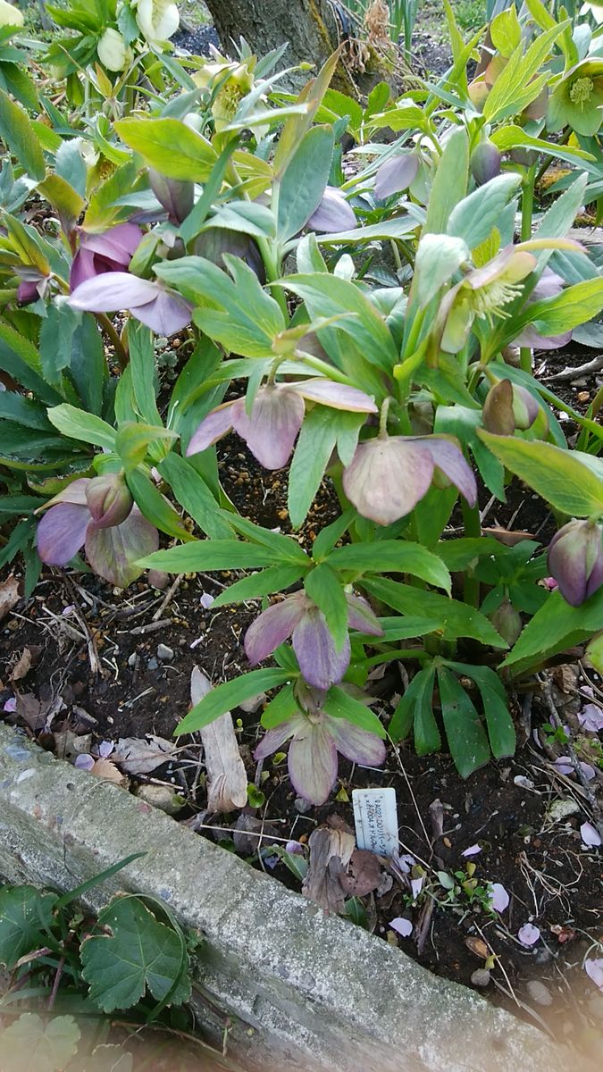 グリーン系リバーシブルのシングルの花もいっぱい