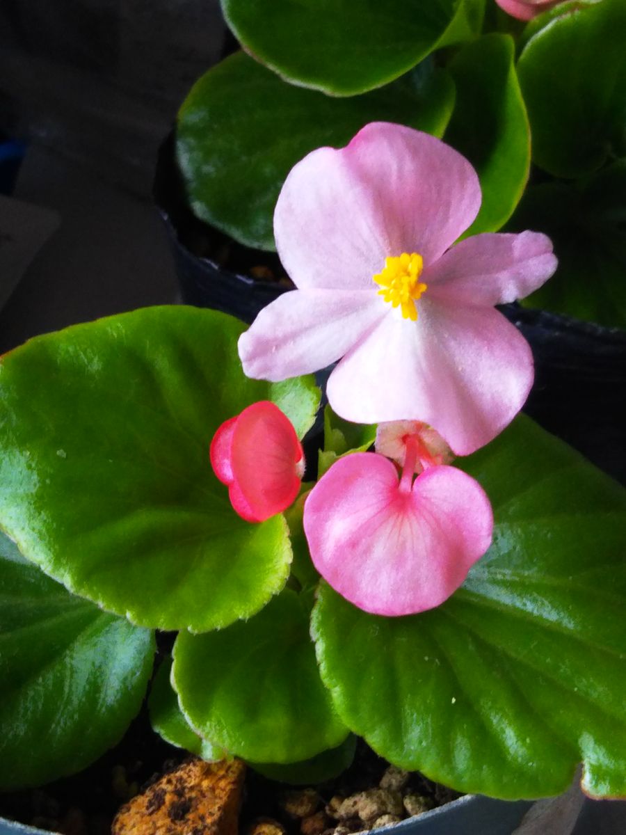 ベゴニア 零れ種の子にもうお花が咲いて来ました✨