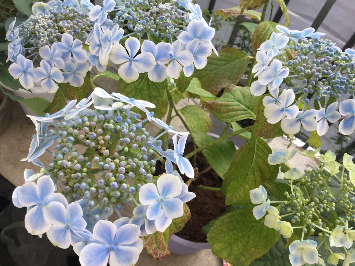 紫陽花、水凪鳥ミズナギトリ 好みの青系の紫陽花が咲き進んでいます〜🥰