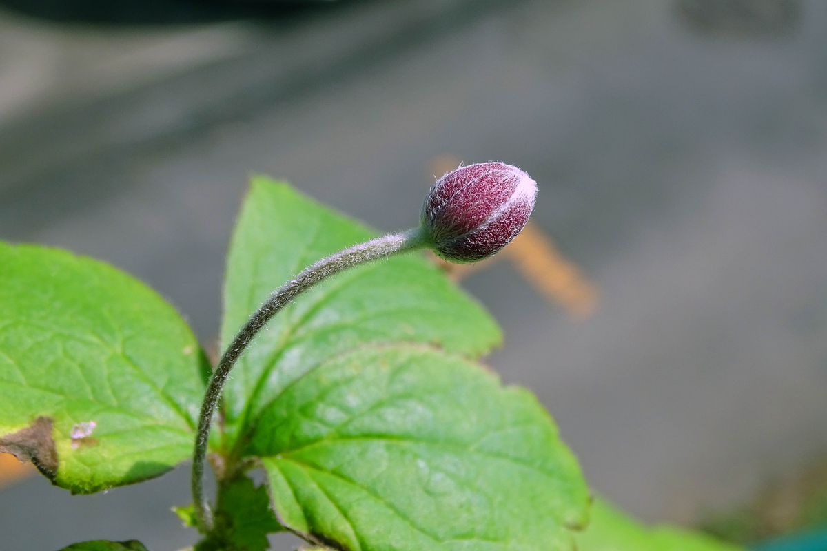 お輿入れしてきたシュウメイギク。 だいぶ膨らんできたけど、開花をみることができる