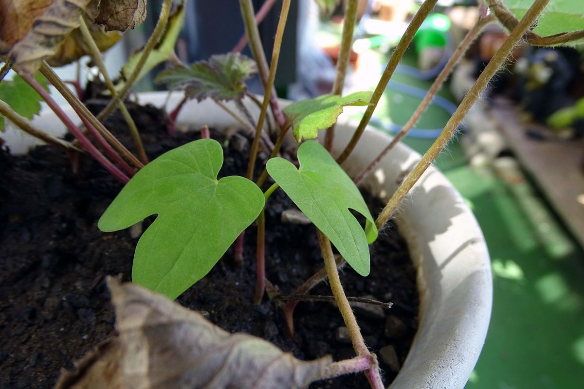 その鉢から、何か芽が。アサガオ（？）かな。 でも、かなり遅すぎたみたいで、こちら