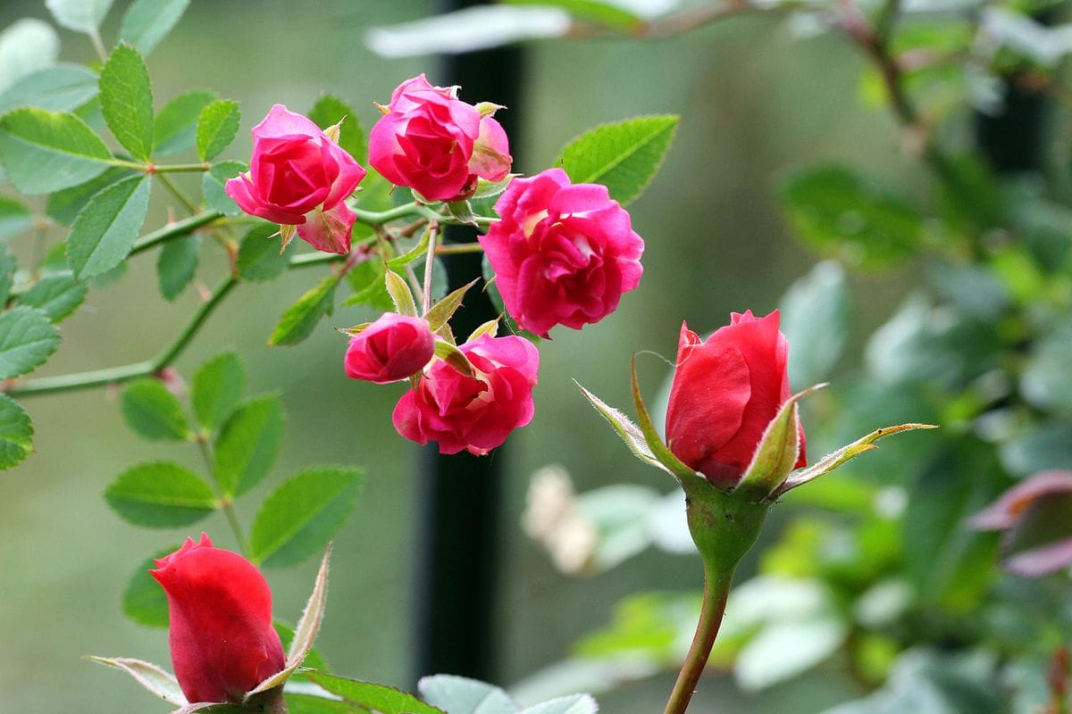 ある朝の薔薇たちのツーショット。  撮影地：猫の額 撮影日：2018/11/18