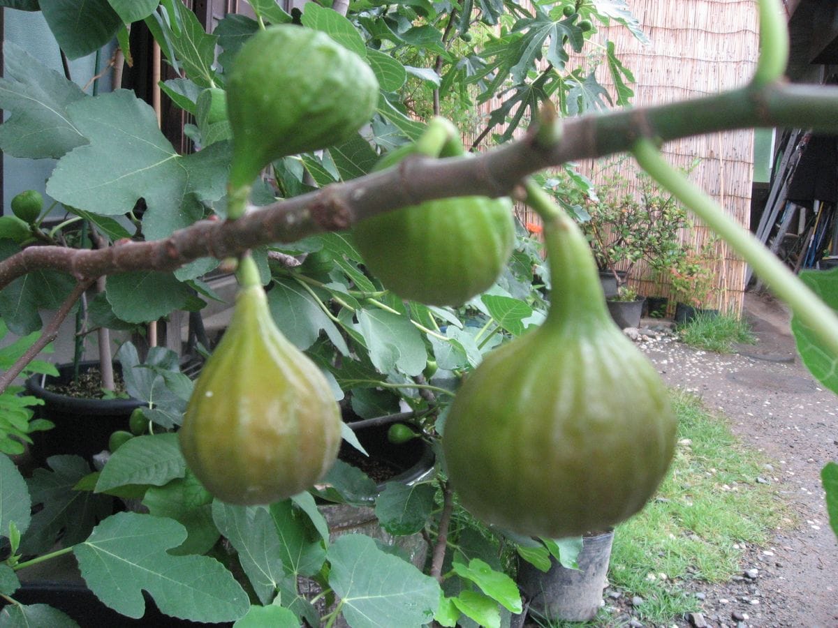 鉢植えのイチジク（ブラウンターキー）がもう少しで食べ頃です。