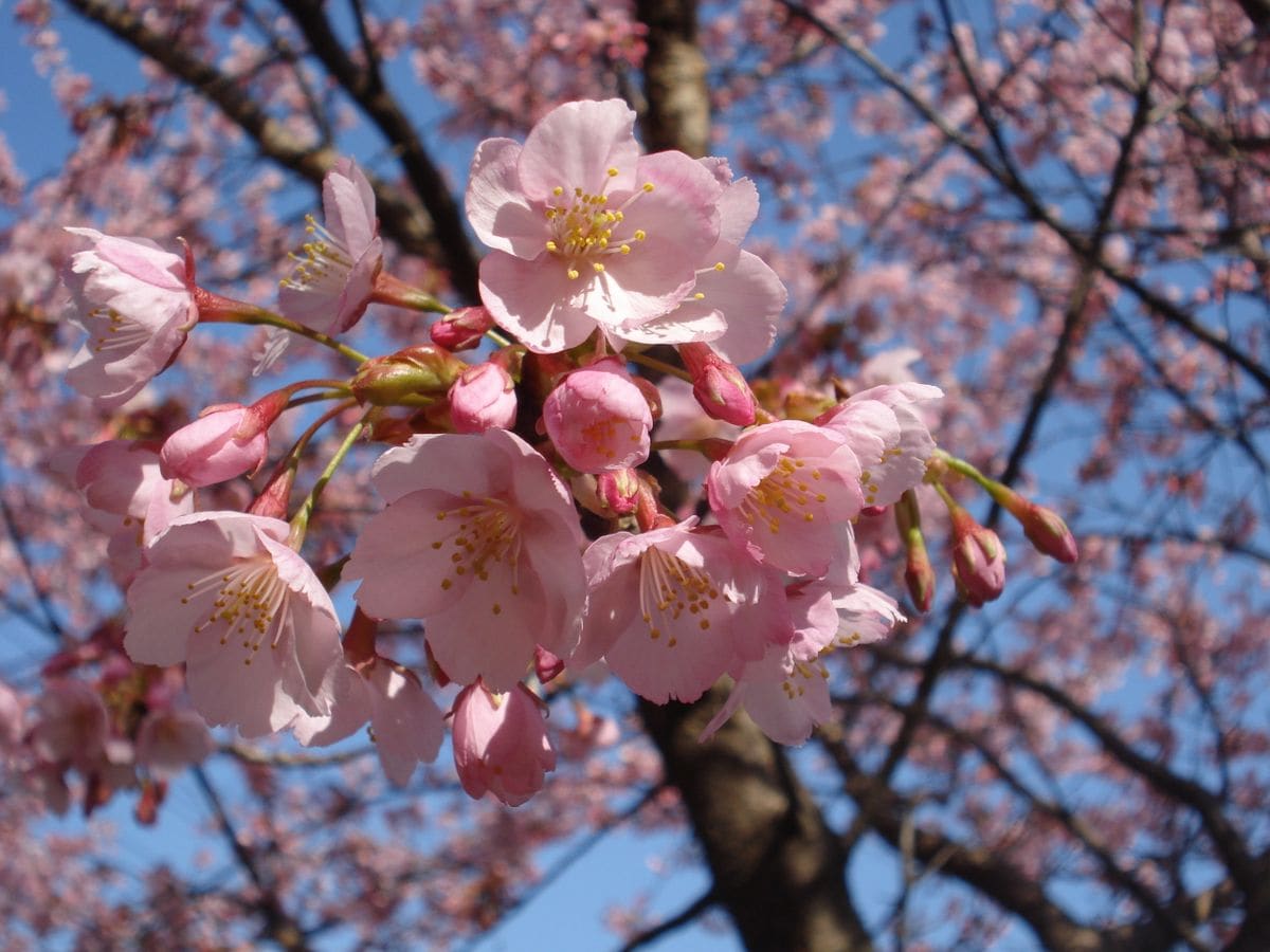 早咲きの桜 ほぼ満開でした