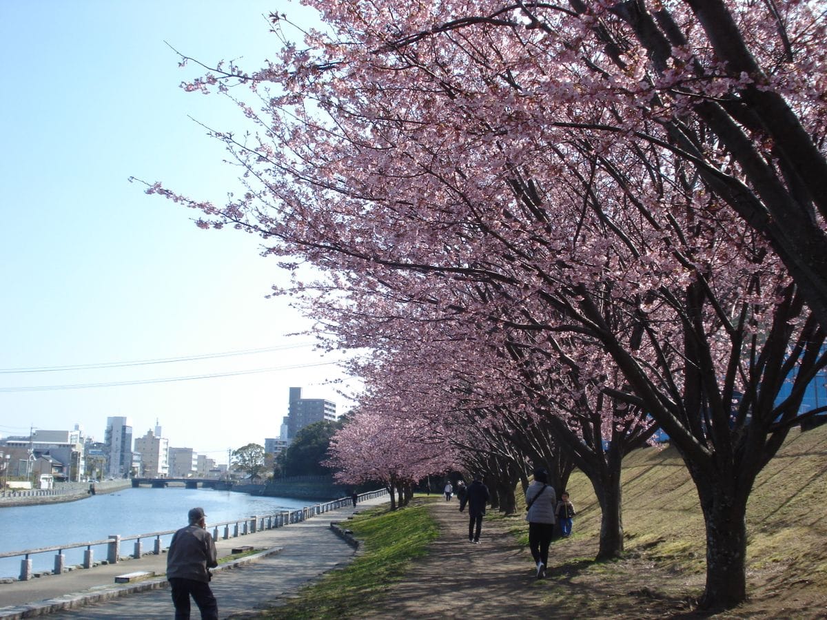 川沿いの桜並木 のんびり歩けます