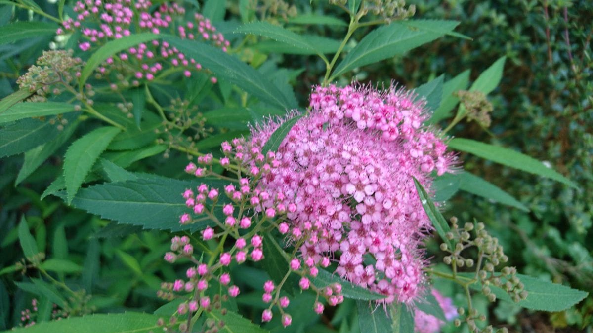 半日陰のシモツケ、他より遅めの開花