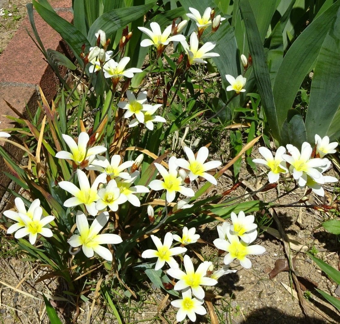 前花壇のスパラキシス。 ４月１９日。