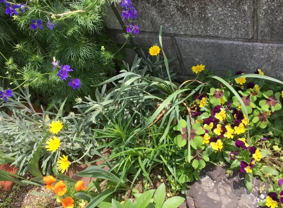表花壇。タカサゴユリやオキザリスも出てきました。 ５月１５日。