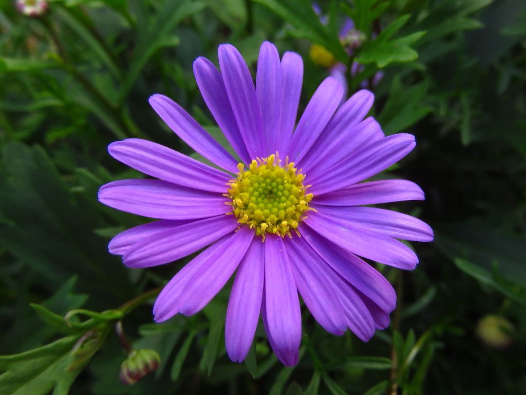 ブラキカム 姫小菊 紫 ２０１８年 春の花 のアルバム みんなの趣味の園芸