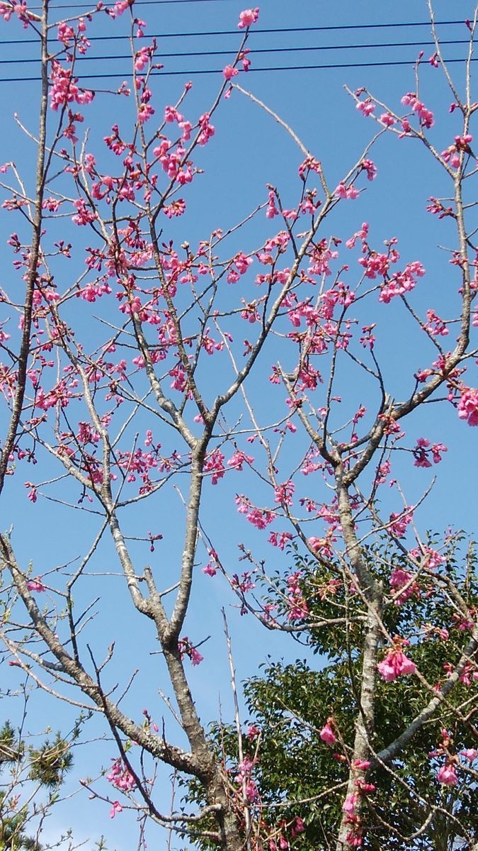 寒緋桜（カンヒザクラ）