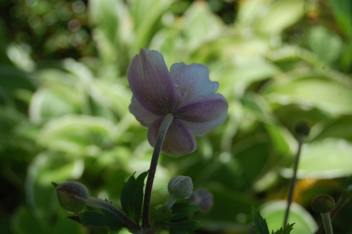 8.28 アネモネ ラッフルドスワン 後ろから見た花びらの花色が特徴です。