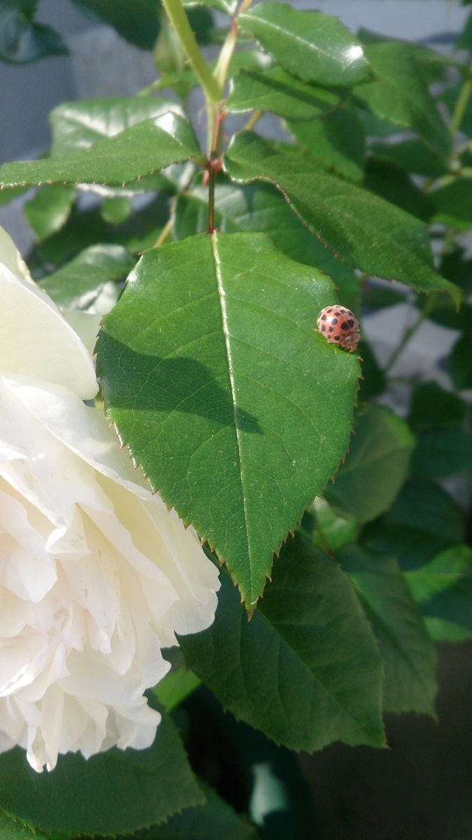 てんとう虫とボレロ。 先日息子が公園でてんとう虫を数匹捕まえて、花壇に放してくれ