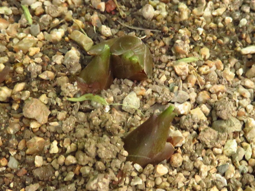 雨上がり、ミョウガがポツポツと顔を見せています。