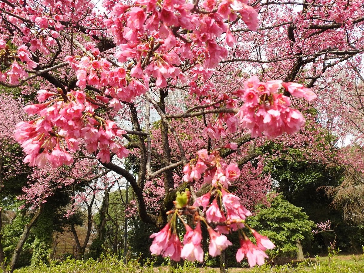 カンヒザクラ（寒緋桜） が 満開です。  日本の原種  神代植物公園で